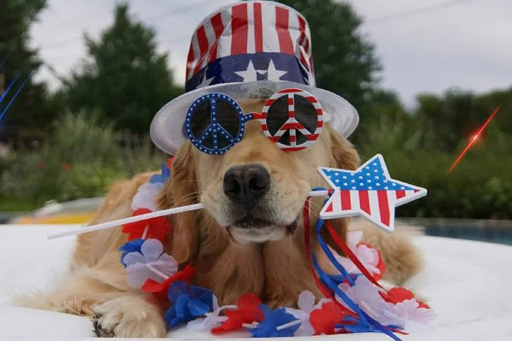 "4th of July" Dog & Puppy Gift Box! Now Available Year Round!