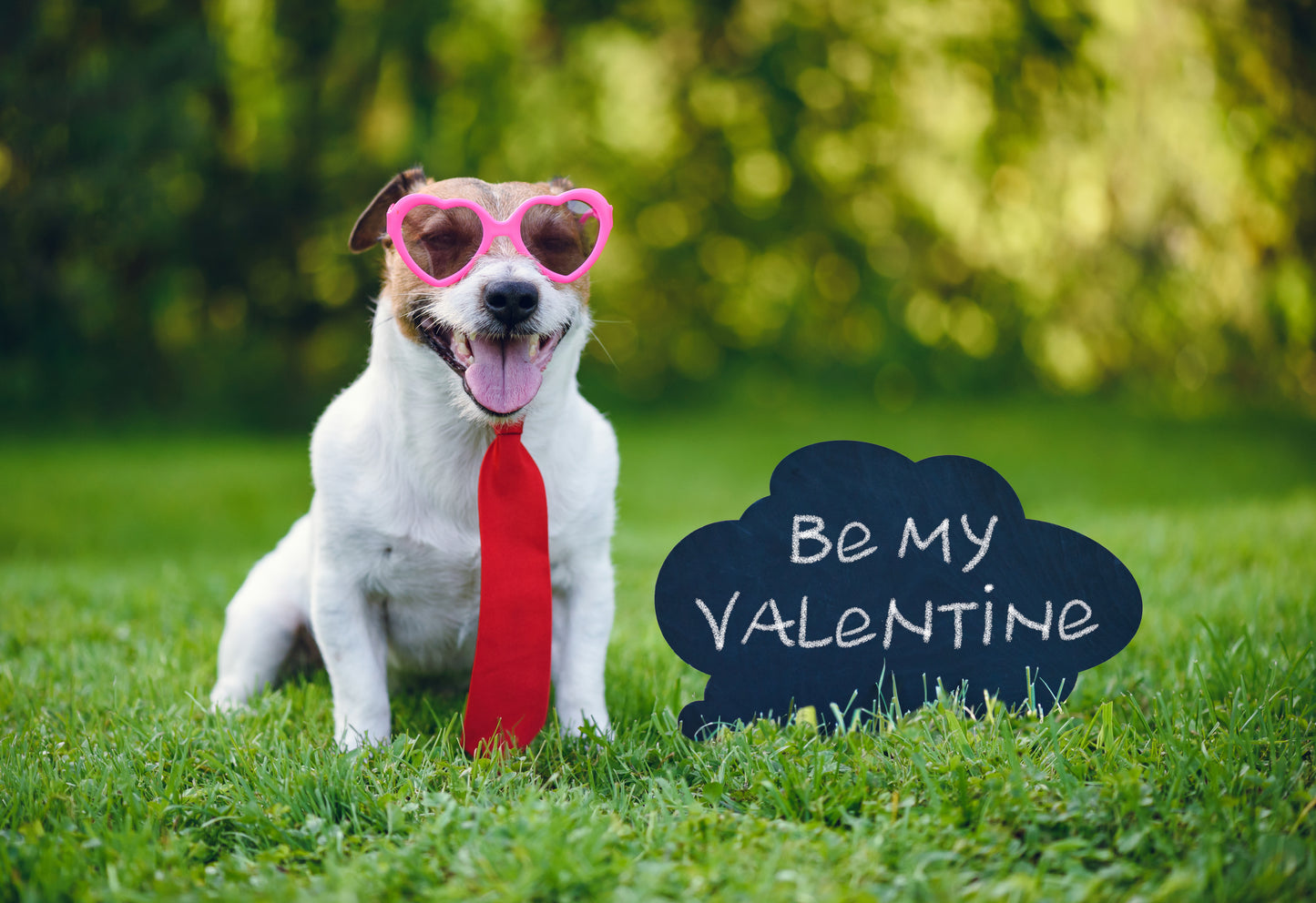 "Valentine's Day" Dog & Puppy Gift Box! Now Available Year Round!
