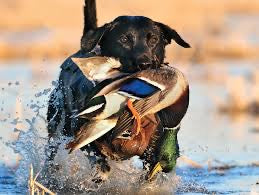 Dehydrated 'Em R Ducks Sample Pack All Natural Healthy Dog Chews