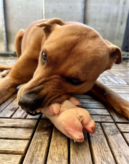 Dehydrated Pigs Feet All Natural Healthy Dog Chews - For Heavy Chewers!