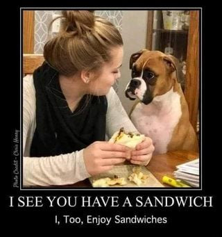 8 Bag "Sandwich Line" Dog & Puppy Disobedient Biscuit Treat Gift Box!