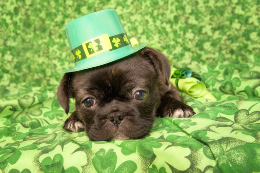 "St. Patty's Day" Dog & Puppy Gift Box!  Now Available Year Round!